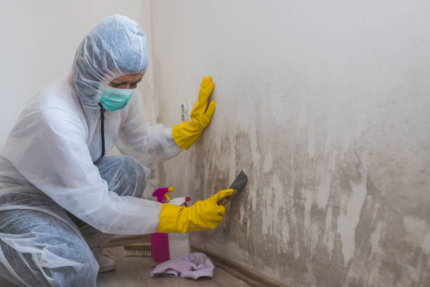 Mold Removal and Inspection in Folsom, CA