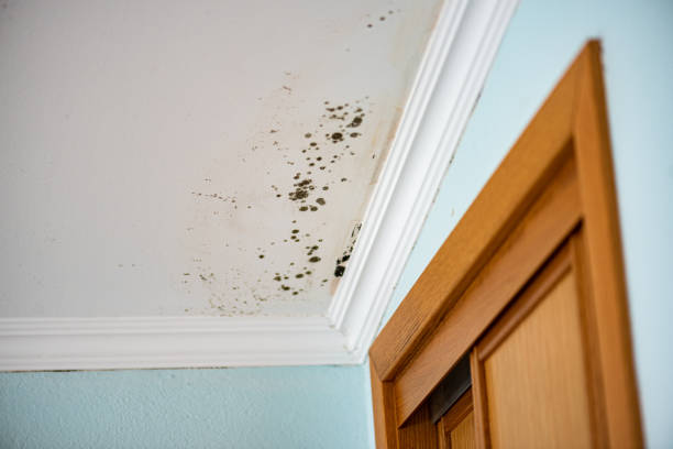 Best Local Mold Removal Service  in Folsom, CA