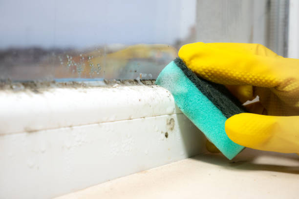 Best Affordable Mold Removal  in Folsom, CA