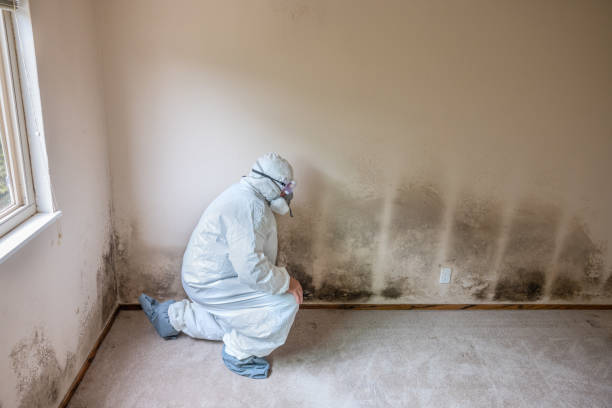 Home Mold Removal in Folsom, CA