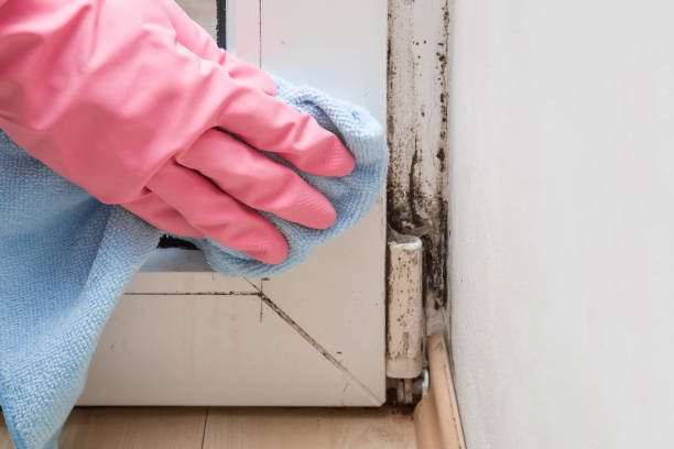 Best Office Mold Removal Services  in Folsom, CA